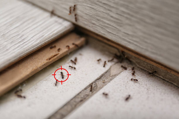 Best Spider Control Near Me  in Rockwell, NC