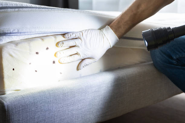 Best Mosquito Control Services  in Rockwell, NC