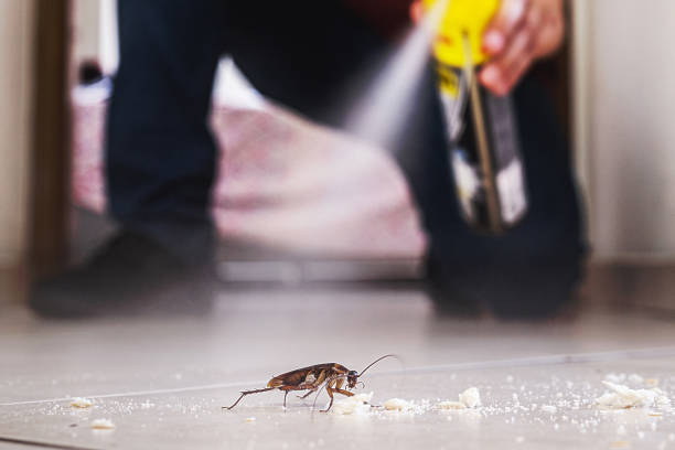 Best Ant Control Services  in Rockwell, NC