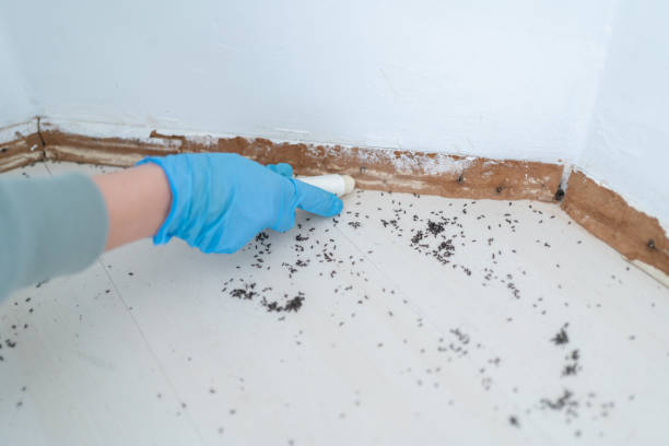 Best Local Pest Control Services  in Rockwell, NC